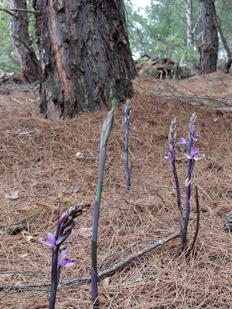 Ultime orchidee per quest''anno - Dalla Grecia con passione